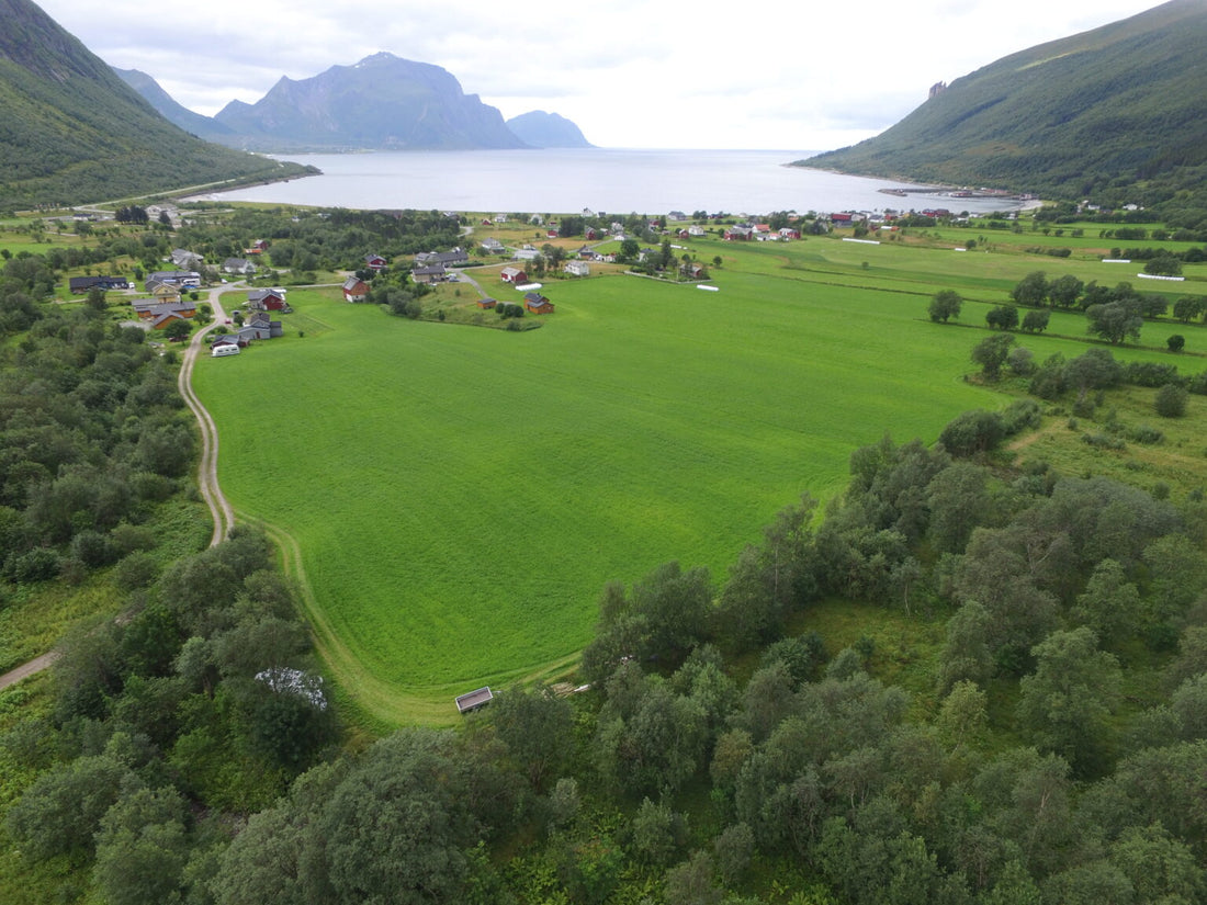 Villsau i utmarka i Storvika